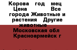 Корова 1 год 4 мец › Цена ­ 27 000 - Все города Животные и растения » Другие животные   . Московская обл.,Красноармейск г.